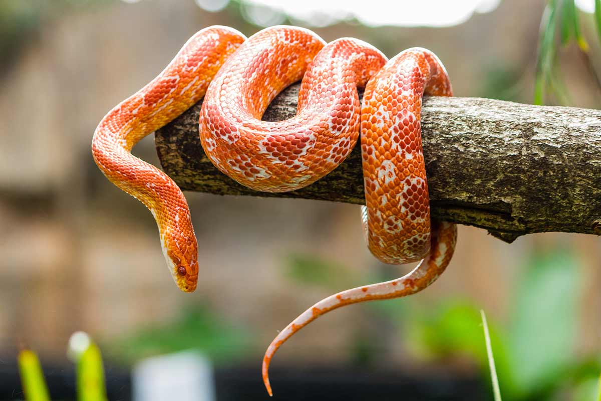 Are corn snakes good pets