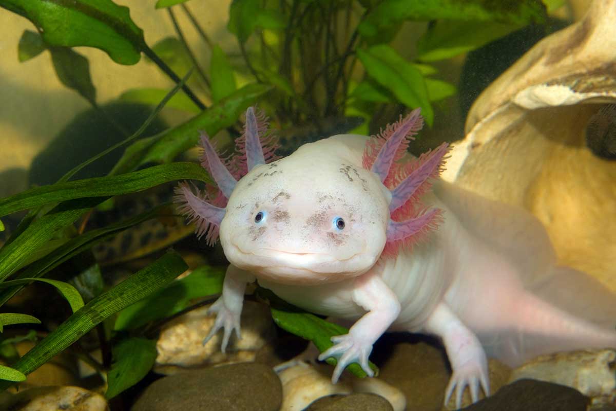 Axolotl Food: What Do Axolotls Eat? (What Can’t They Eat?)