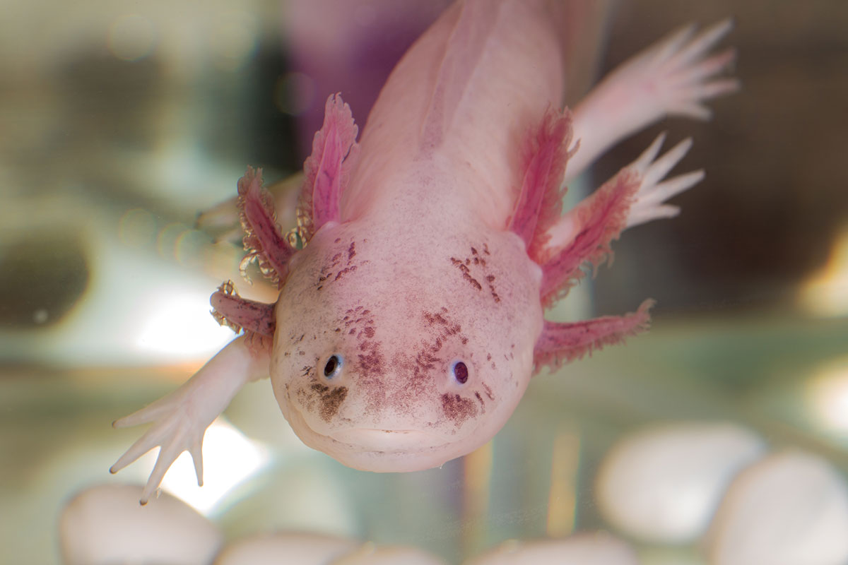 Axolotl tank size