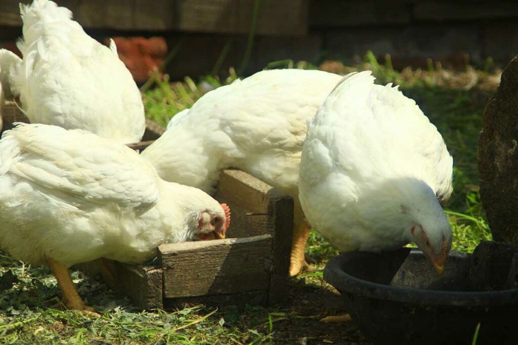 Can Chickens Eat Raisins? (Your 1 Nutritional Guide)