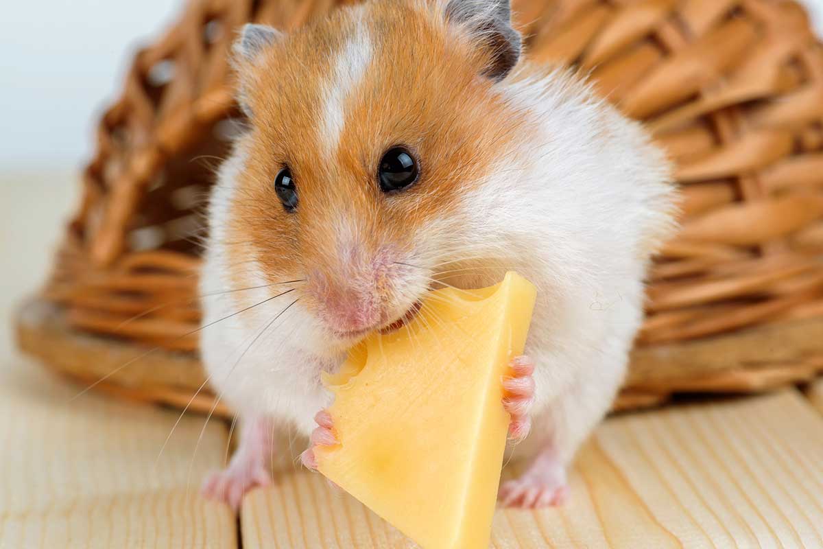 Can Hamsters Eat Cheese