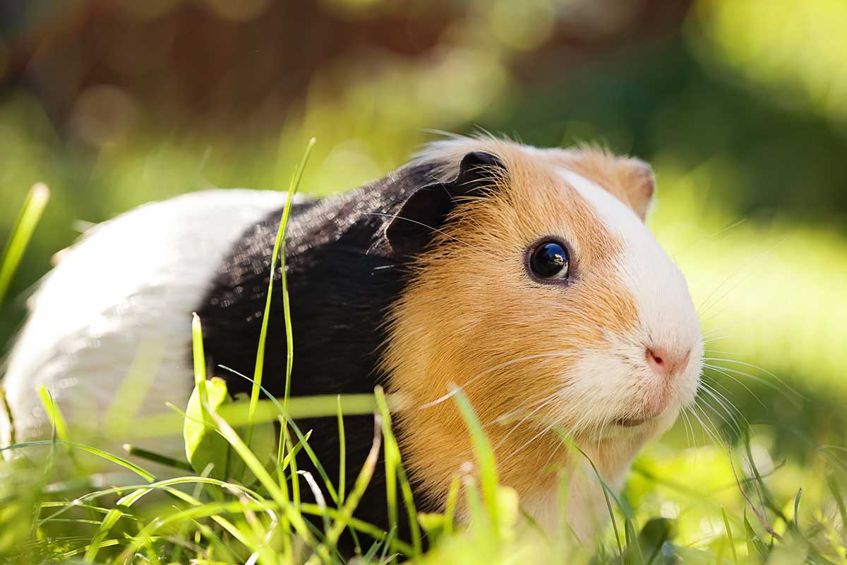 Do Guinea Pigs Hibernate