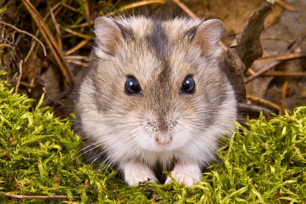 The Life Expectancy of Hamsters -cute animal names