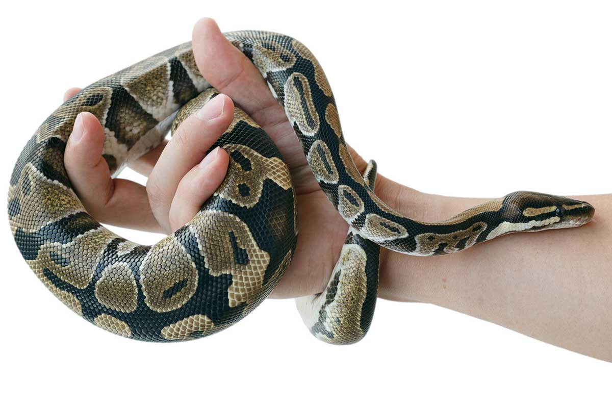 7 Pet Snakes That Stay Small - AZ Animals