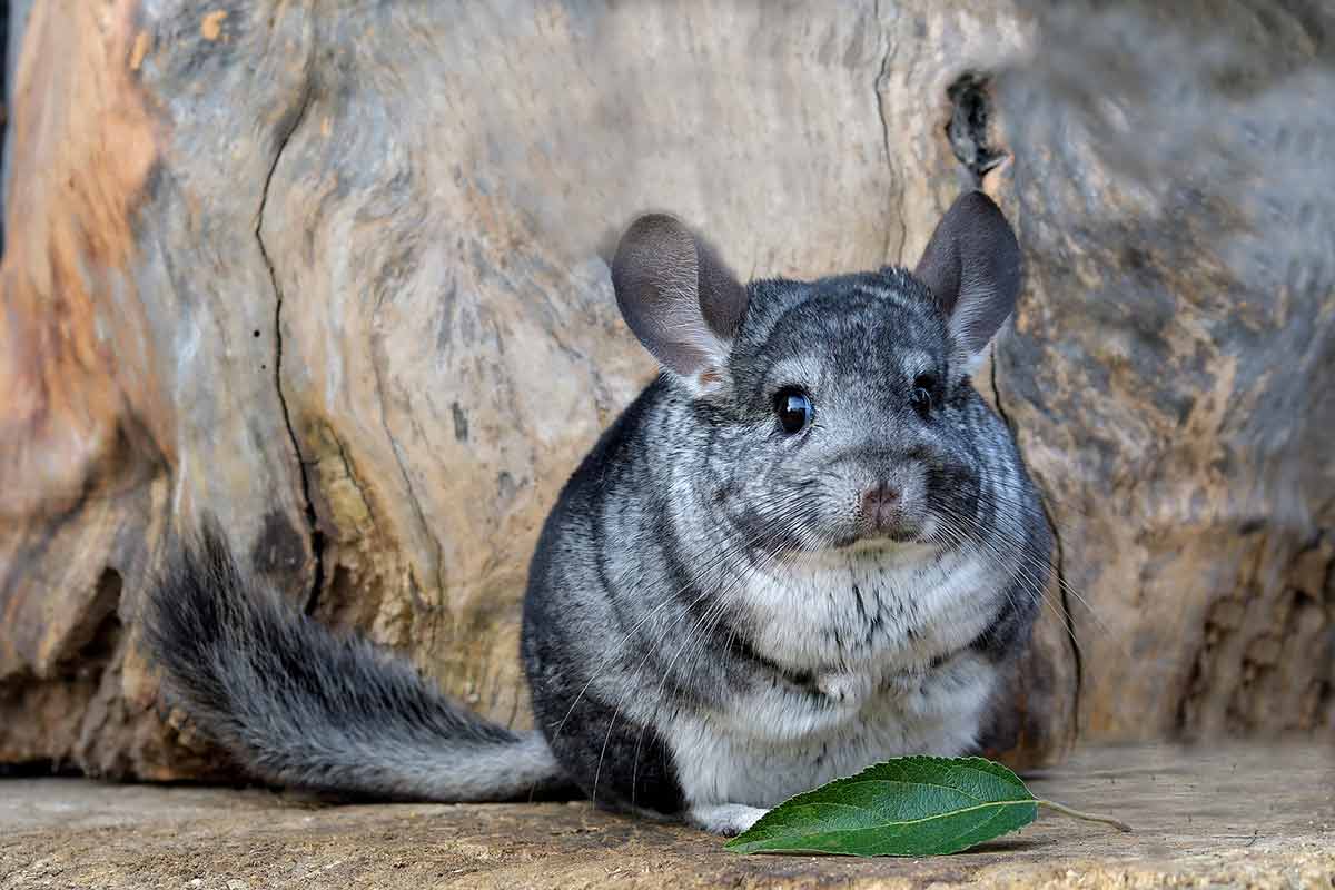 How Much Are Chinchillas