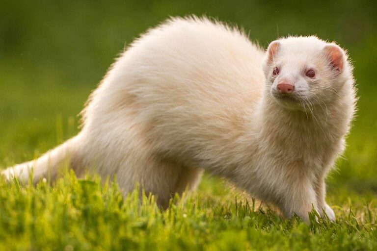 How Much Does A Ferret Cost? (Total Care Cost Breakdown)