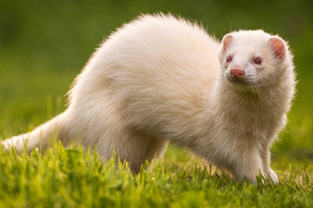How Much Does A Ferret Cost