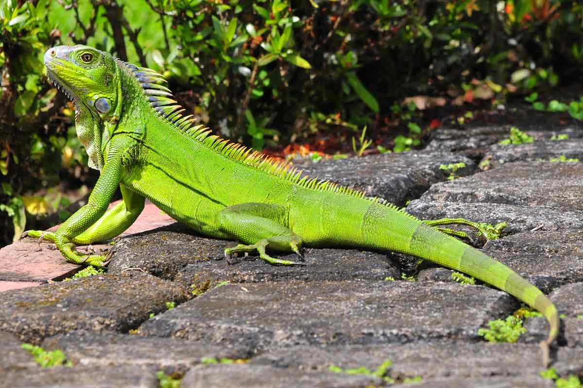 How big do iguanas get