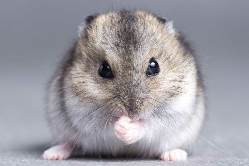 How Long Do Hamsters Hibernate? When Should You Worry?
