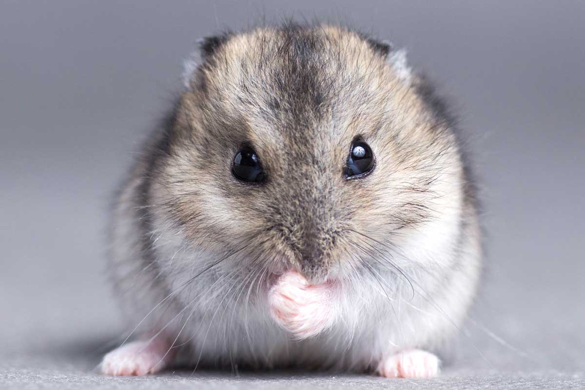 How Long Do Hamsters Live? (As Pets & In The Wild)