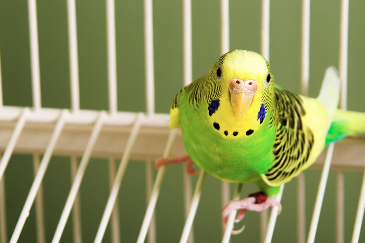 How much do parakeets cost