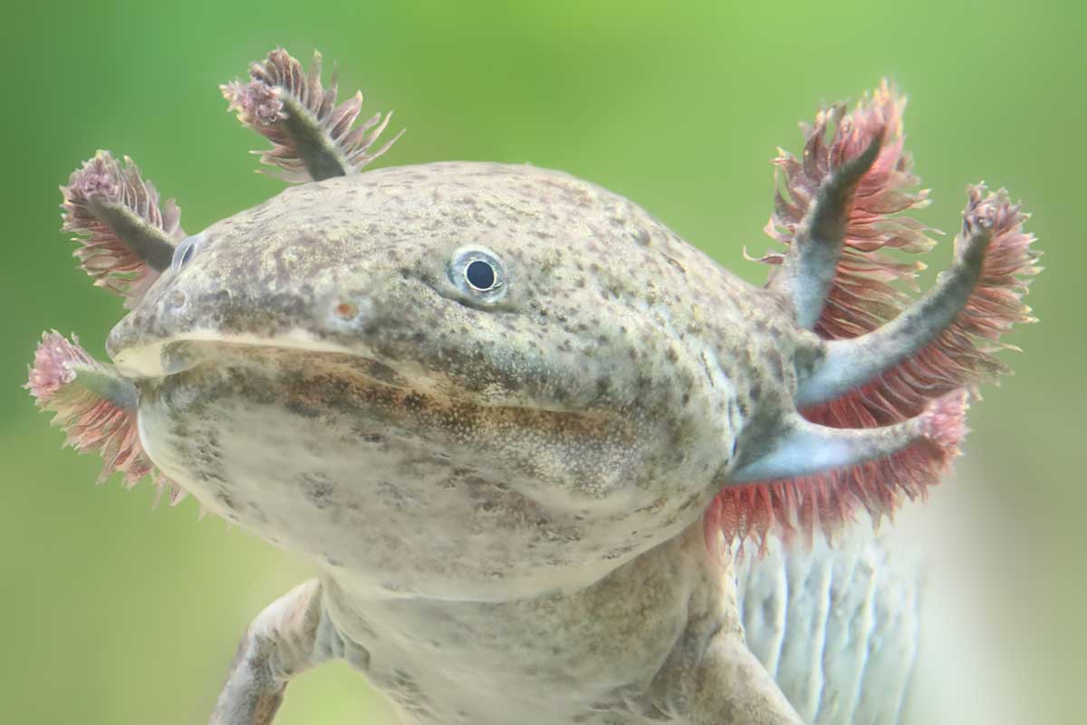 How much does an axolotl cost