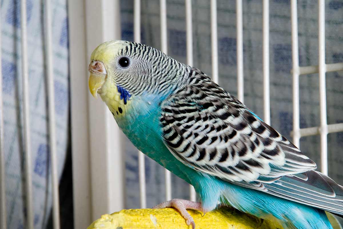 What do parakeets eat