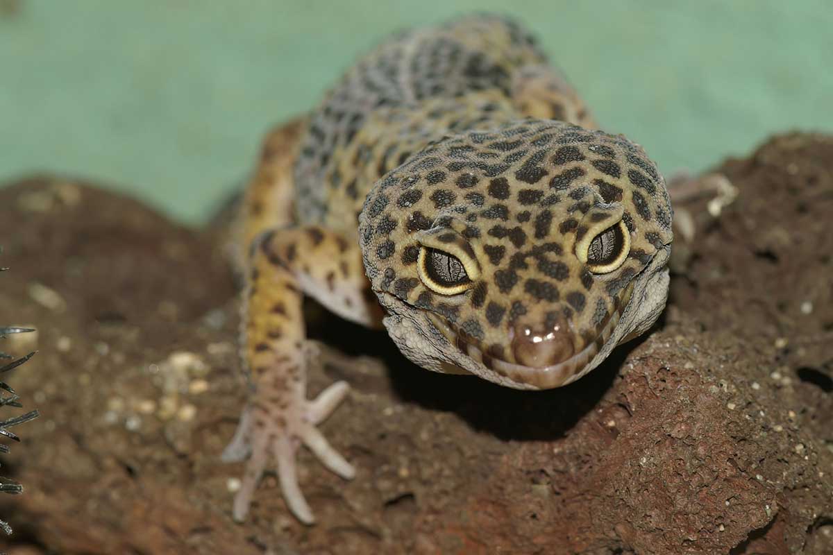 how long do leopard geckos live