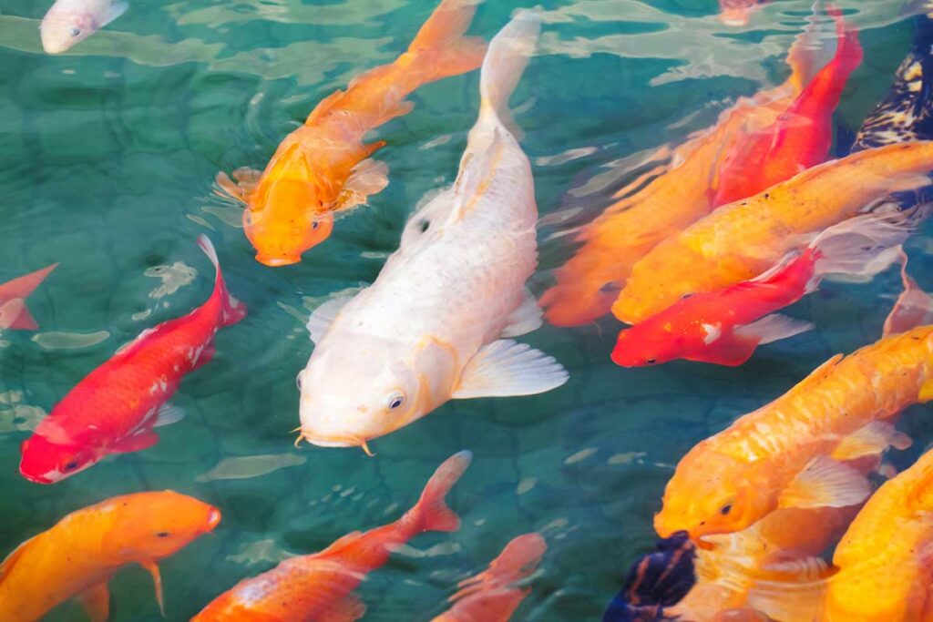 how much do koi fish cost
