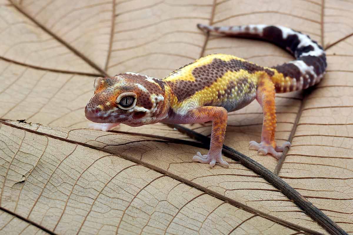 What And Do Geckos Need?