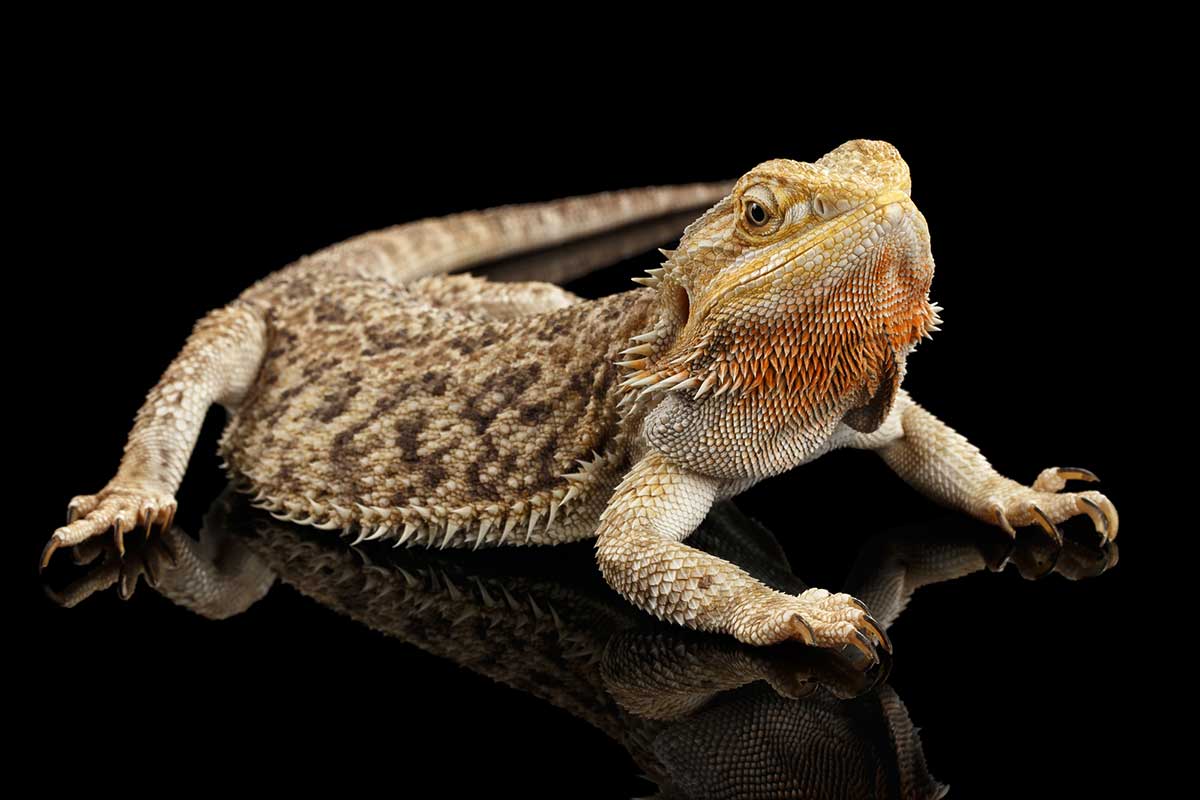 Albino Bearded Dragon