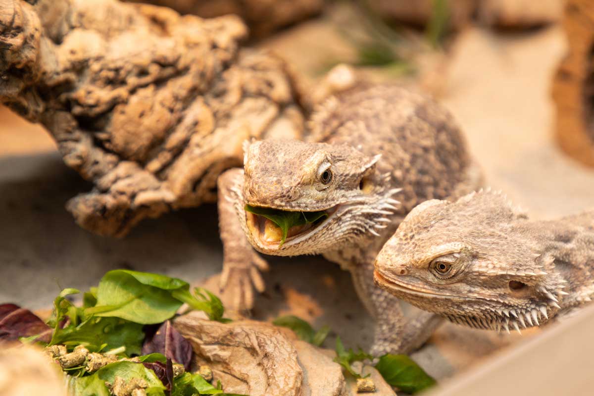 Can Bearded Dragons Eat Spinach