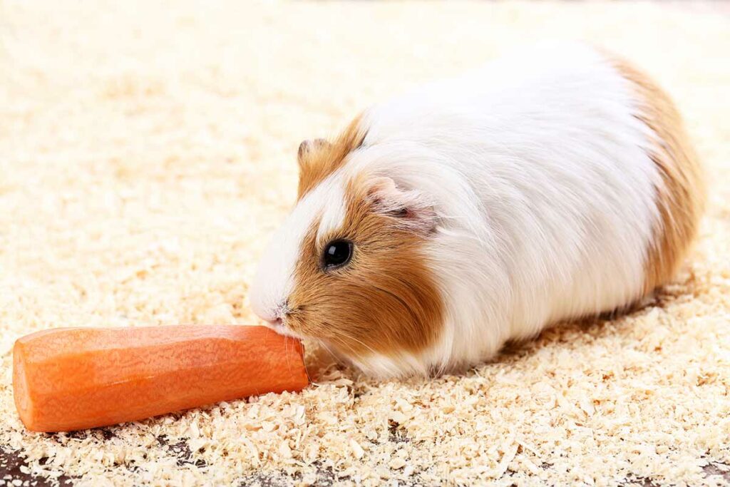 Picture of Can Guinea Pigs Eat Carrots? Feeding Advice