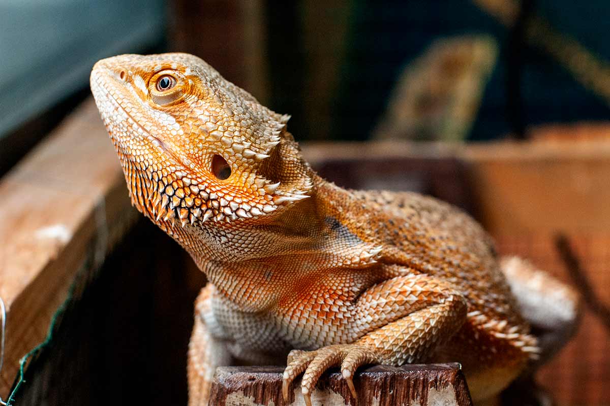 https://www.animalbliss.com/wp-content/uploads/2023/08/DIY-Bearded-Dragon-Enclosure.jpg