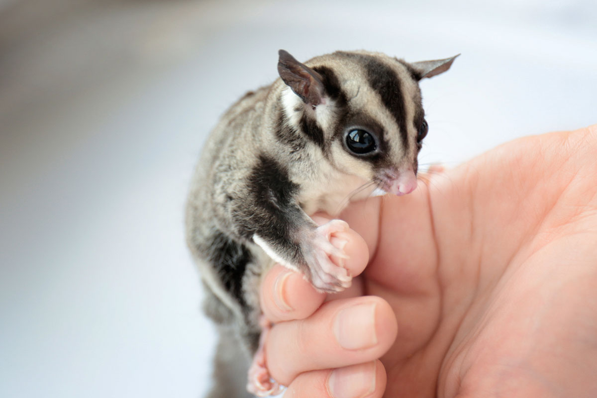 How much are sugar gliders