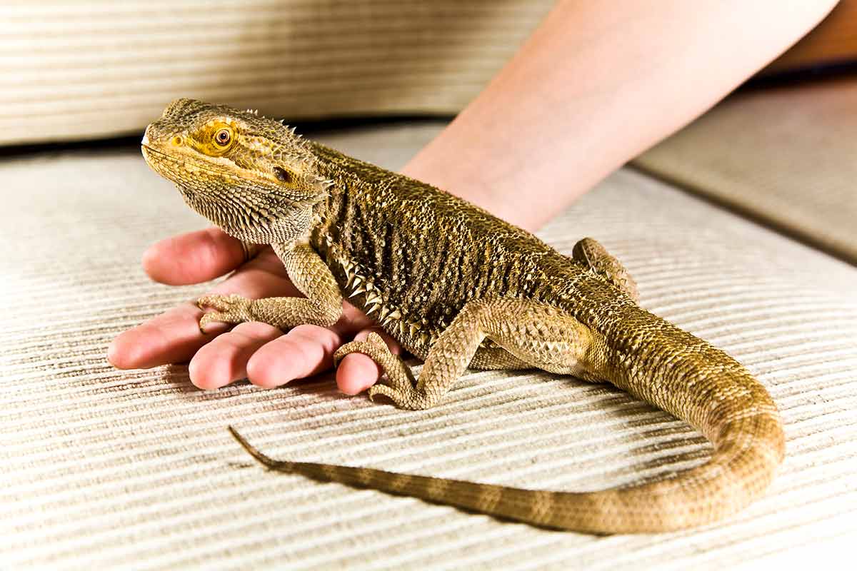 bearded dragon tail rot