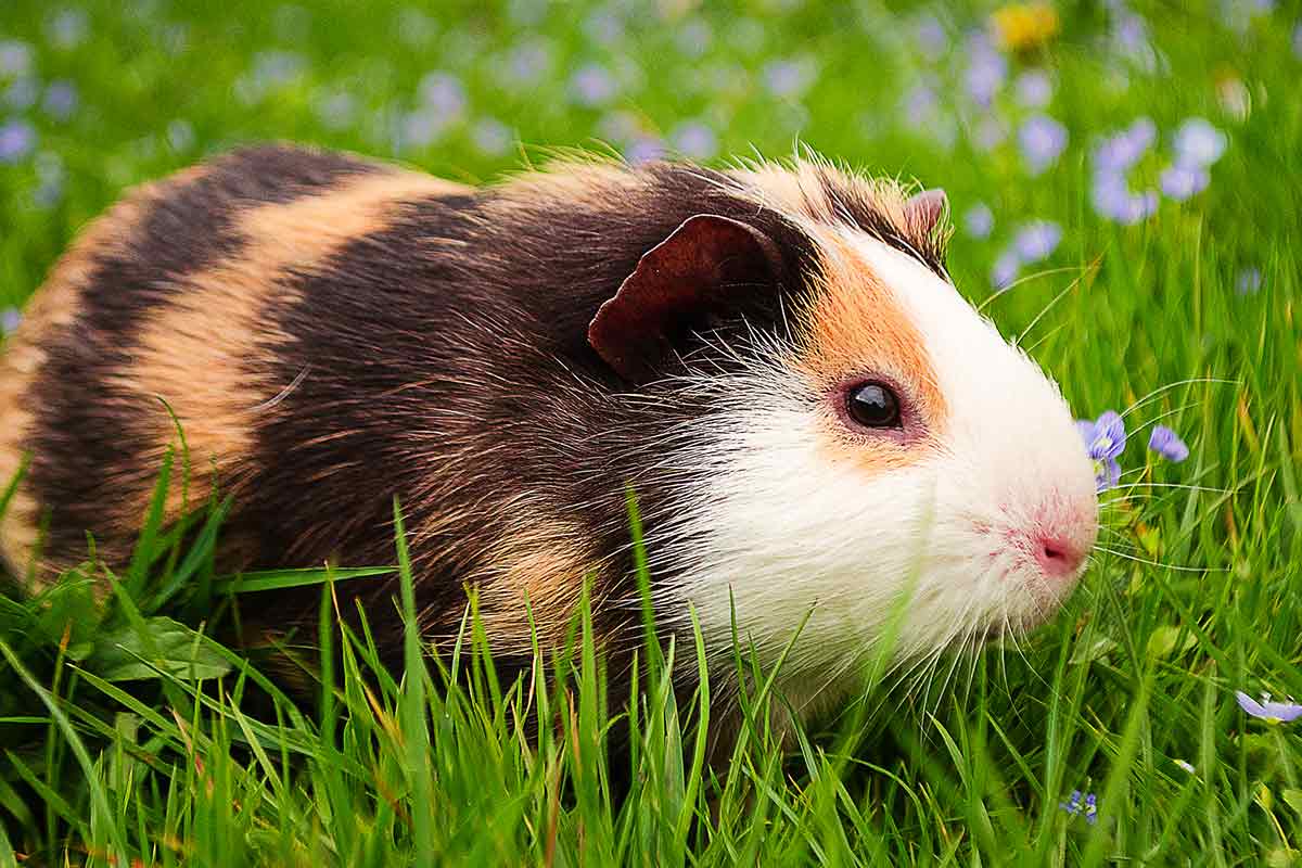 can guinea pigs eat potatoes