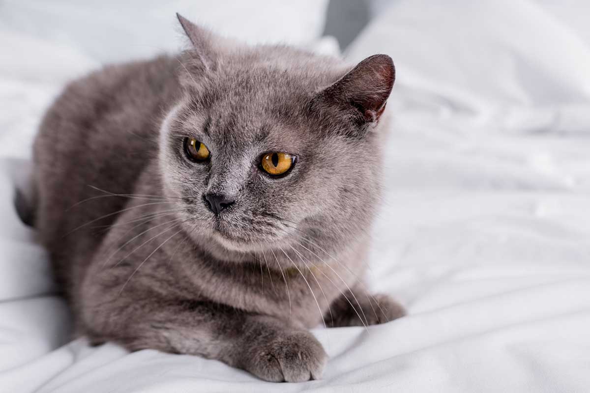how to treat IBS in cats naturally