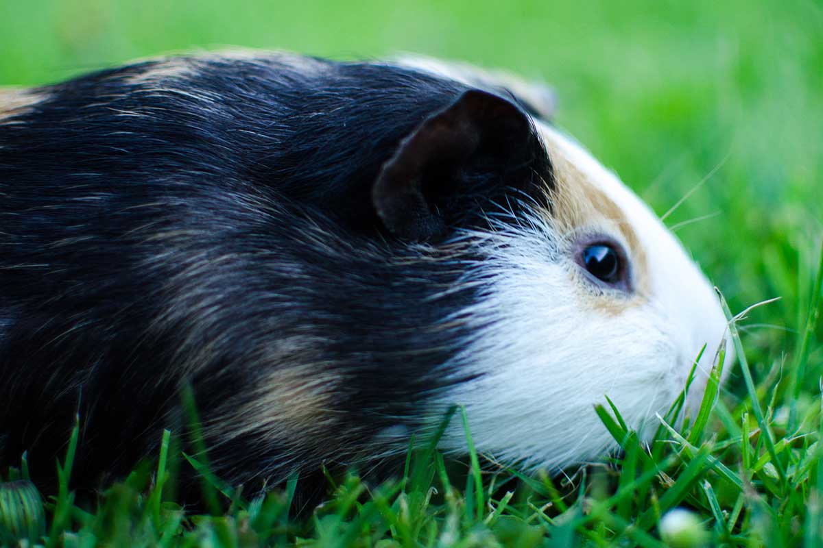 Why Do Guinea Pigs Purr