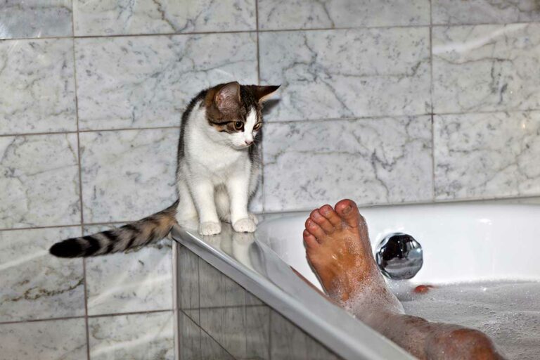 Why Does My Cat Lick My Toes? (7 Reasons)